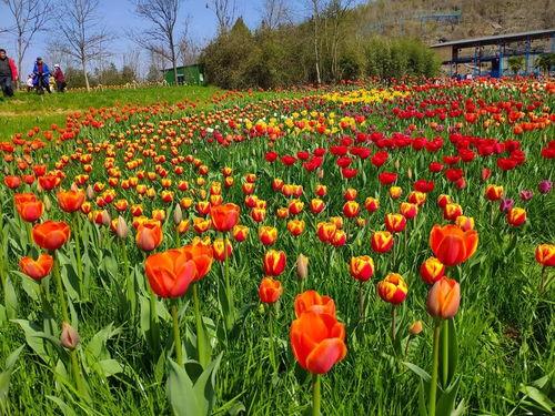 网红郁金香杯,网红现象下的文化碰撞与消费潮流